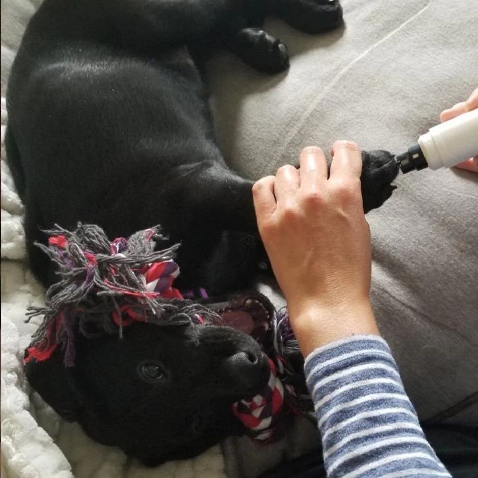 Lime à Griffes Silencieuse Pro — Le soin doux qui apaise votre chien