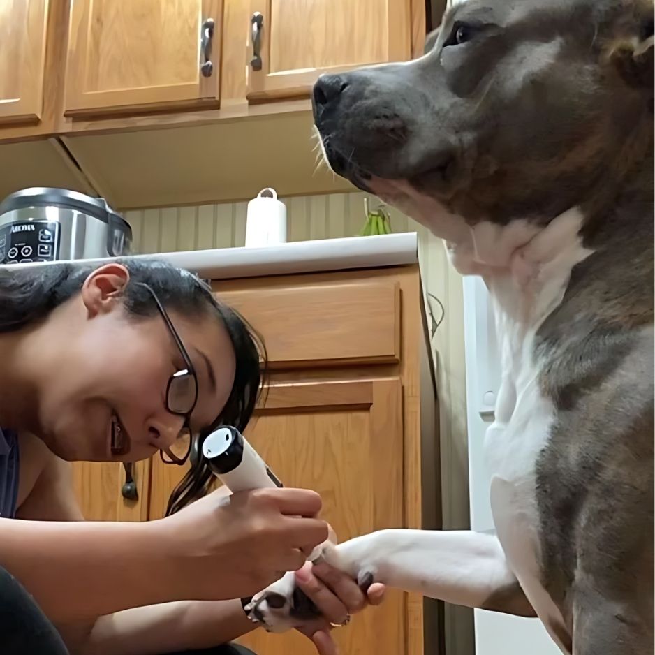 Lime à Griffes Silencieuse Pro — Le soin doux qui apaise votre chien